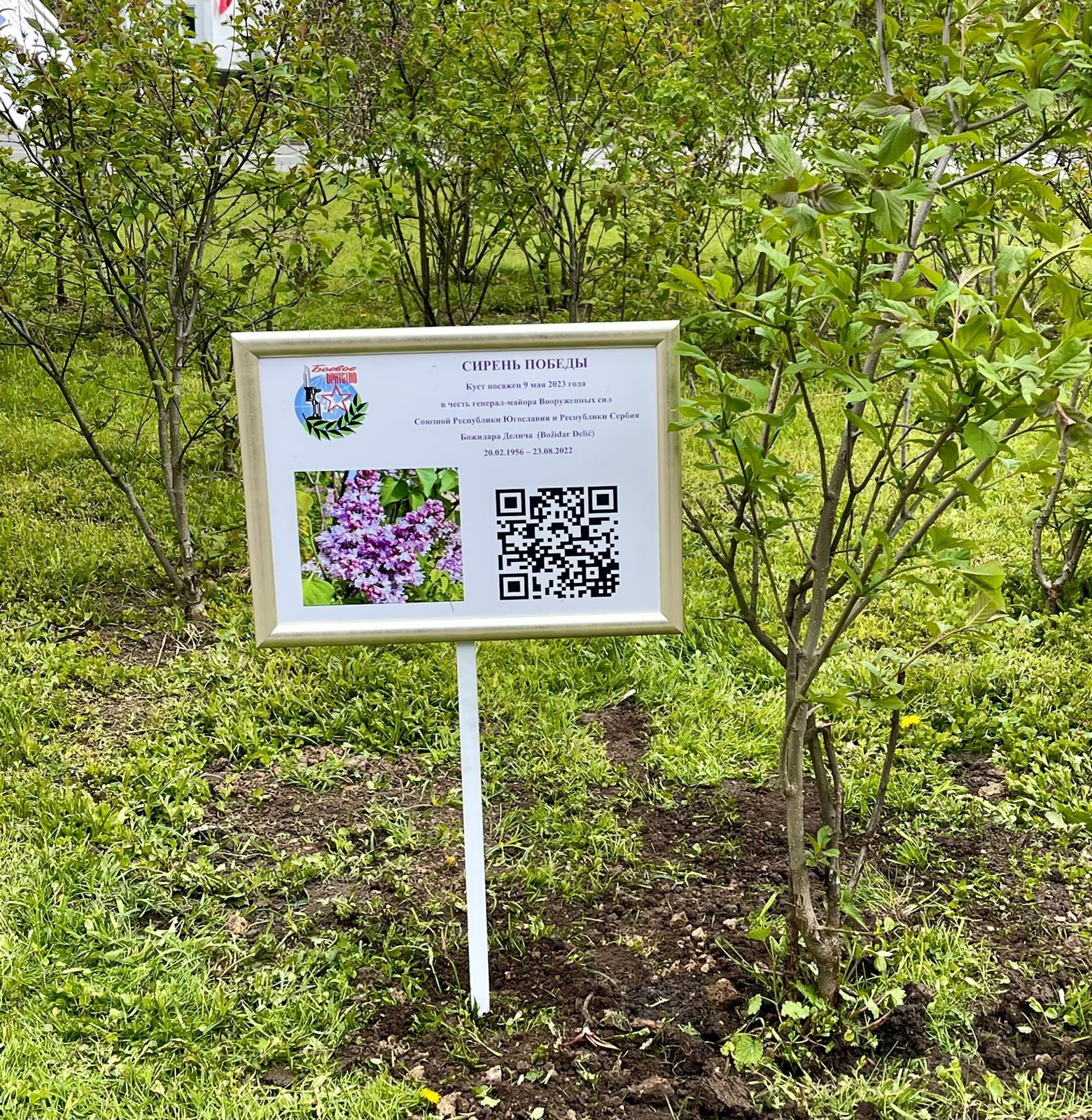 Аллея Сирень памяти